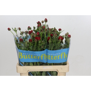 Ranunculus Butterfly Hades