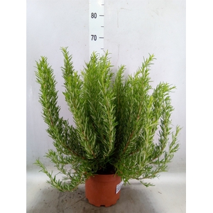 Rosmarinus officinalis   ...