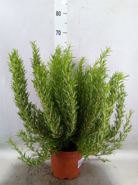 <h4>Rosmarinus officinalis   ...</h4>
