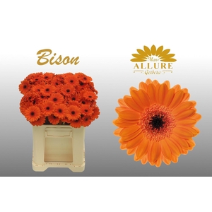 Gerbera mini 'Bison' Fust 555