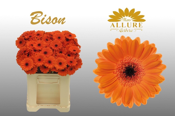<h4>Gerbera mini 'Bison' Fust 555</h4>