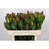 Leucadendron Laurel Yellow Spray