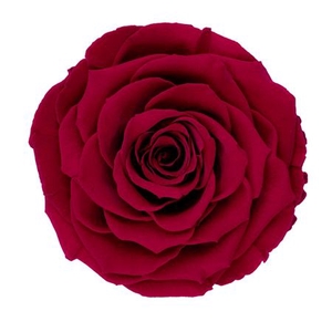 PRESERVED ROSA LL PIN 02