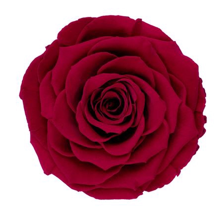 <h4>PRESERVED ROSA LL PIN 02</h4>