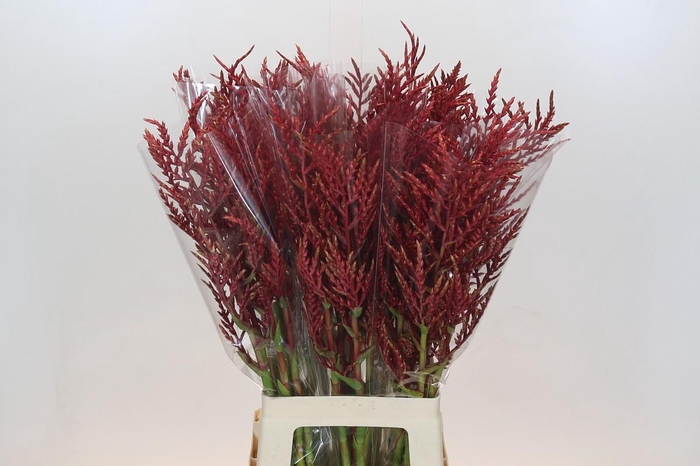 <h4>Bromelia Red Paloma</h4>