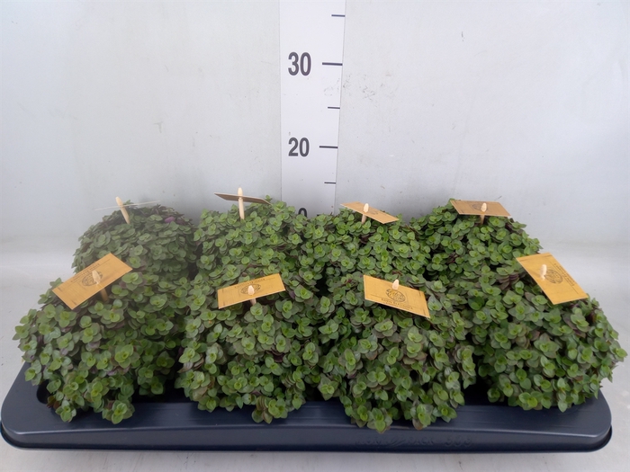 <h4>Callisia repens 'Turtle'</h4>