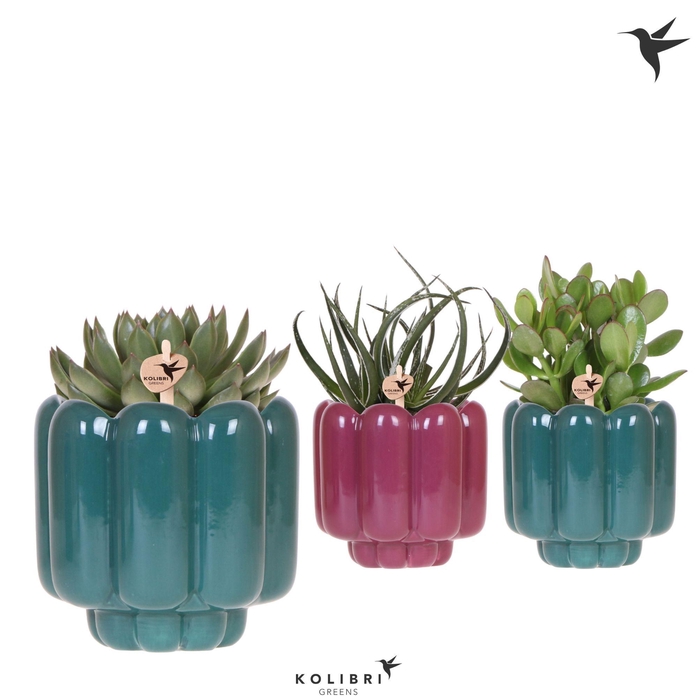 <h4>Kolibri Greens Succulenten mix in Retro pot green mix</h4>