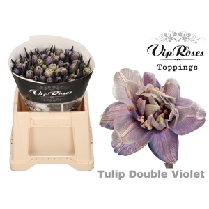 TU DU DOUBLE VIOLET