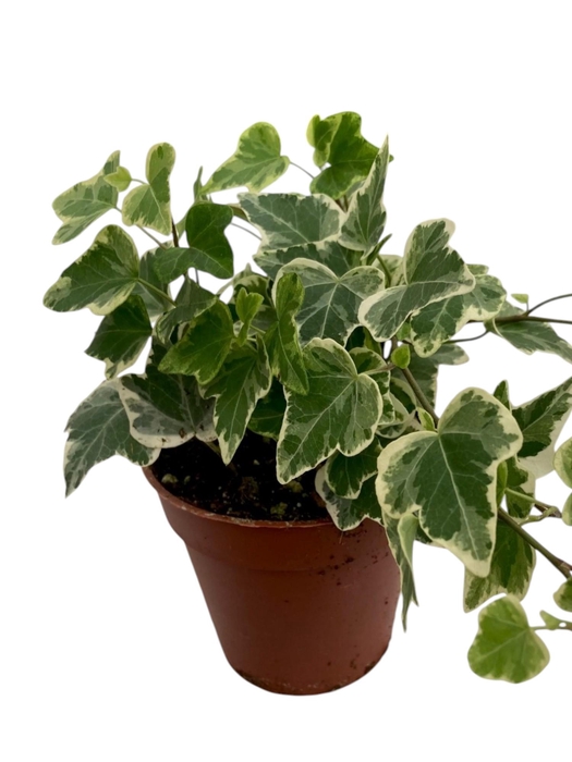 Hedera helix White Wonder