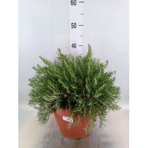 Rosmarinus offi. 'Prostratus'