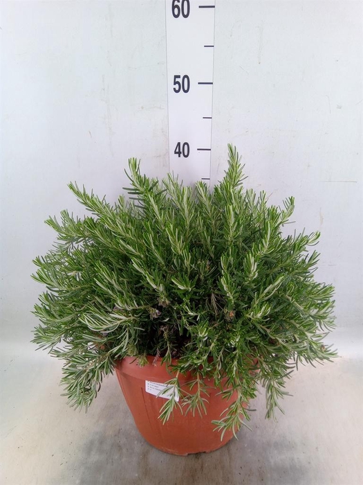 <h4>Rosmarinus offi. 'Prostratus'</h4>