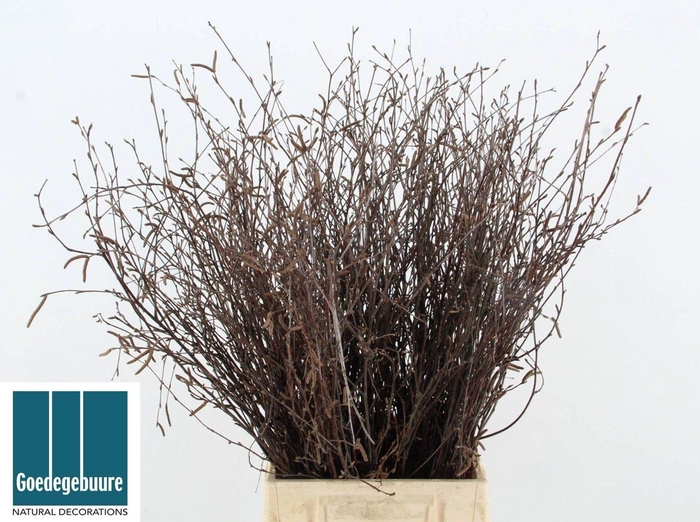 <h4>BETULA OV BETULA</h4>