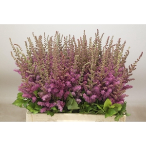 Astilbe Maggie Daley