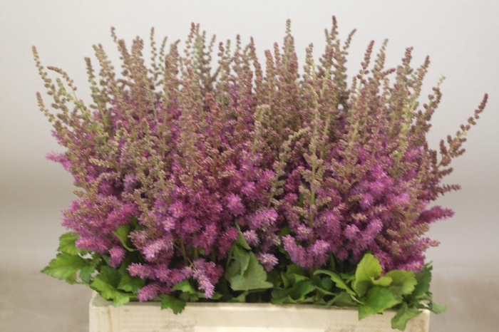 <h4>Astilbe Maggie Daley</h4>