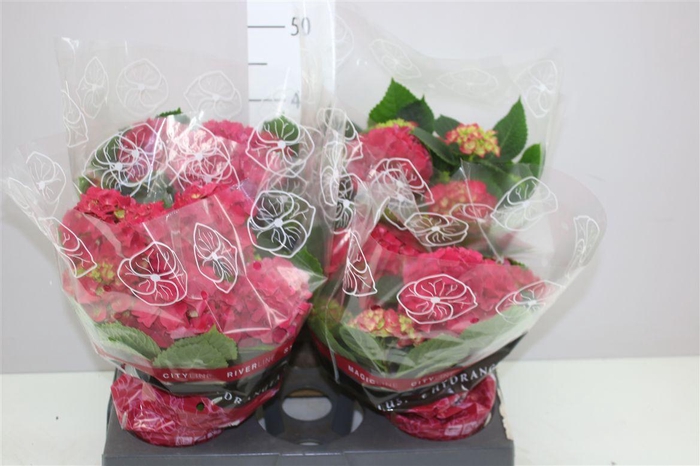 <h4>Hydrangea Grumpy 6+</h4>