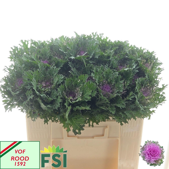 <h4>BRASS CRANE QUEEN</h4>