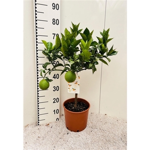 Citrus sinensis Arancia on stem