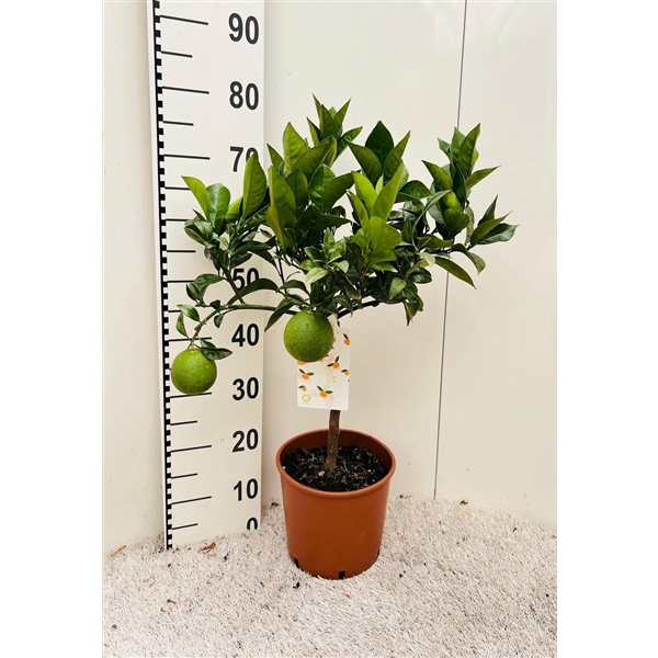<h4>Citrus sinensis Arancia on stem</h4>