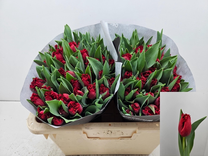 <h4>TU FR INDIANA</h4>