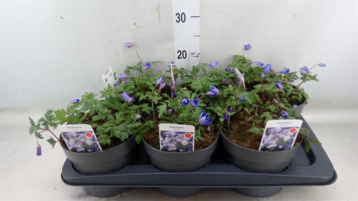 <h4>Anemone blanda</h4>