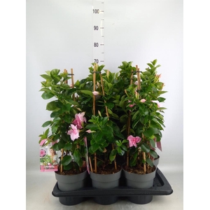 Mandevilla am. 'Sundav Db Blush Pk'
