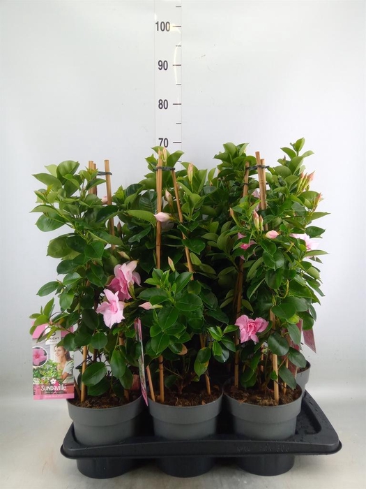 <h4>Mandevilla am. 'Sundav Db Blush Pk'</h4>