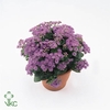 Ageratum hous. 'Artist Basso Blue'