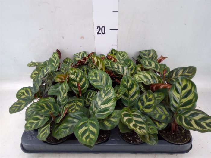 <h4>Calathea makoyana</h4>