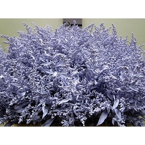 Solidago Licht Milka