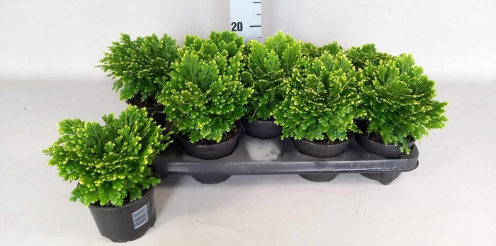 <h4>SELAG M JORI</h4>