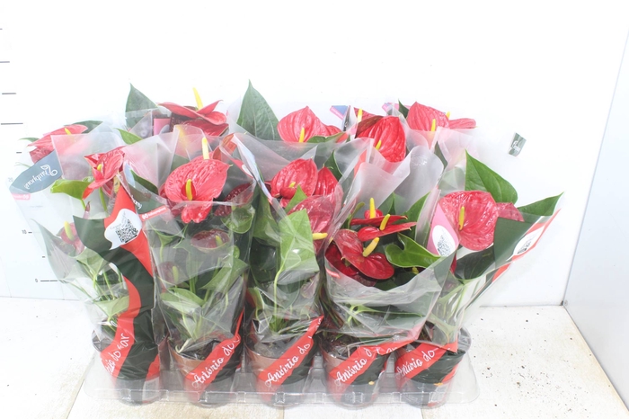 <h4>ANTHURIUM RED SUCCESS P12</h4>