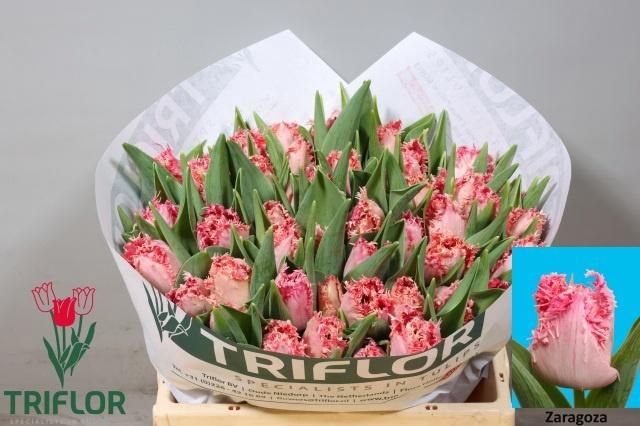 <h4>TU FR ZARAGOZA</h4>