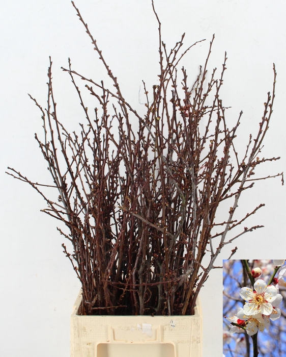 <h4>ABRIKOZENBLOESEM PER BUNCH</h4>