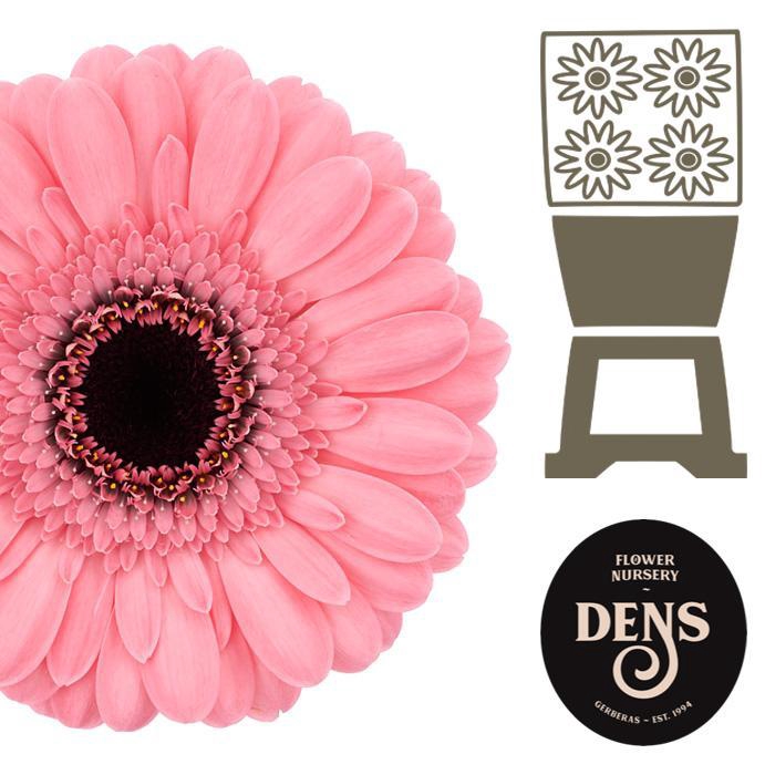 <h4>Germini Happiness Diamond</h4>