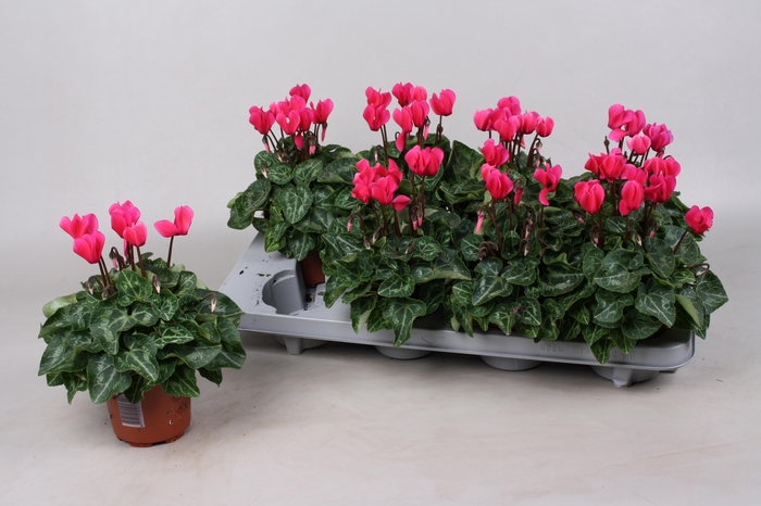 <h4>CYCL MIDI VERANO PINK</h4>