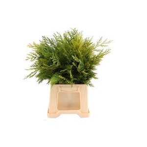 Chamaecyparis lawsoniana 'Lane' per bos