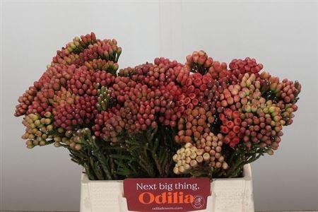 <h4>Kaaps Brunia La Red</h4>