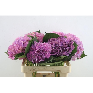 Hydr. M Scarlet Purple 60-18