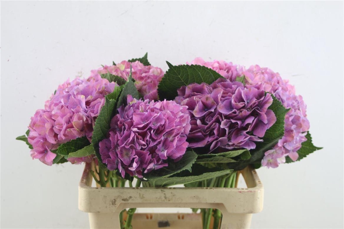 <h4>Hydr. M Scarlet Purple 60-18</h4>