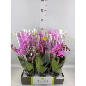 Phalaenopsis   ...rose