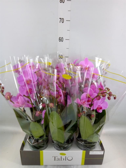 <h4>Phalaenopsis   ...rose</h4>
