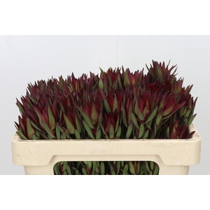 Leucadendron Blush Spray