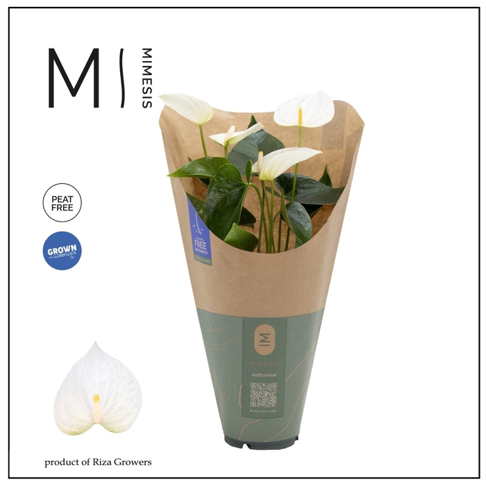 <h4>Anthurium - KARMA White | 12cm | ECO/KRAFT SLEEVE</h4>