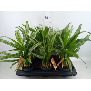 Aglaonema  'Cutlass'