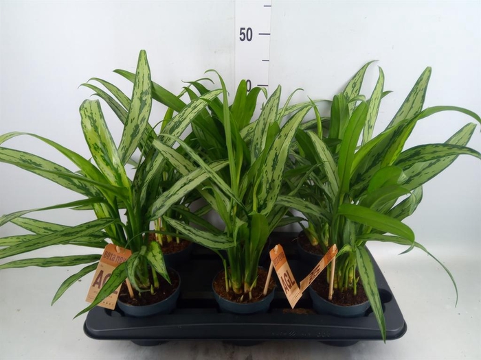 <h4>Aglaonema  'Cutlass'</h4>