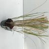 Miscanthus 'Flamingo' P17 (2ltr)