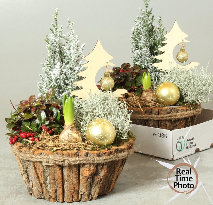 <h4>Arr Tuinplanten</h4>