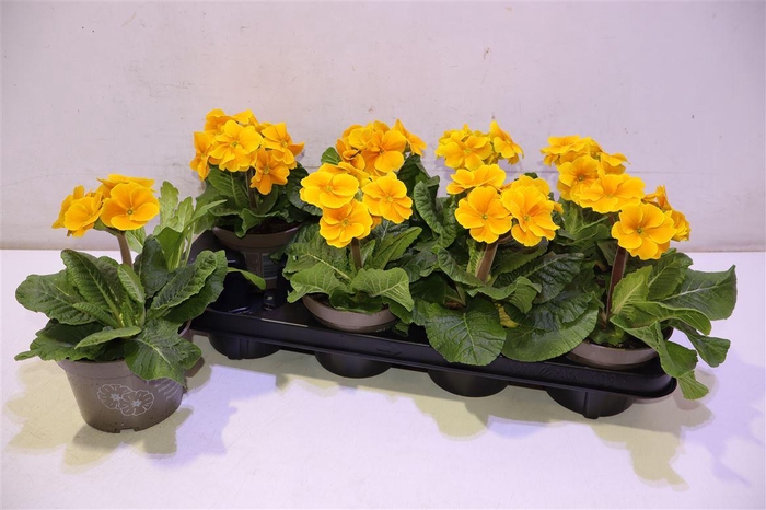 <h4>arr8 Prim Elatior Yellow</h4>