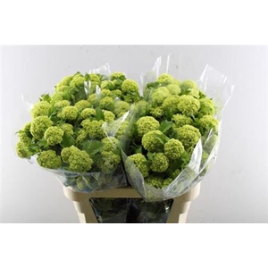 Viburnum Roseum St