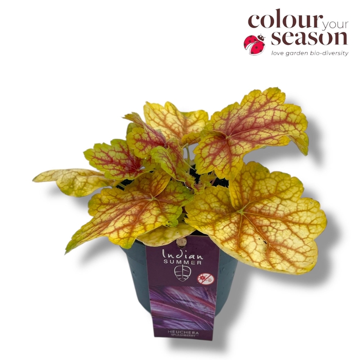 <h4>Heuchera Indian Summer P12 Yellow-Red</h4>